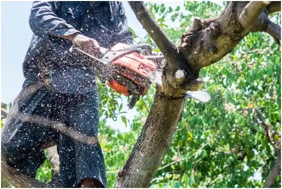 tree services Centreville